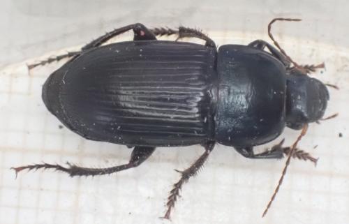 Harpalus dimidiatus